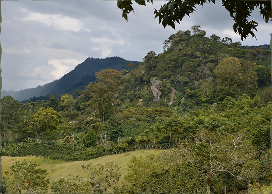 AT-honduras-coffee-landscape