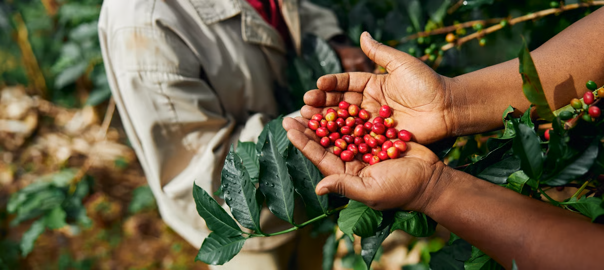 AT-Coffeeberriessustainability
