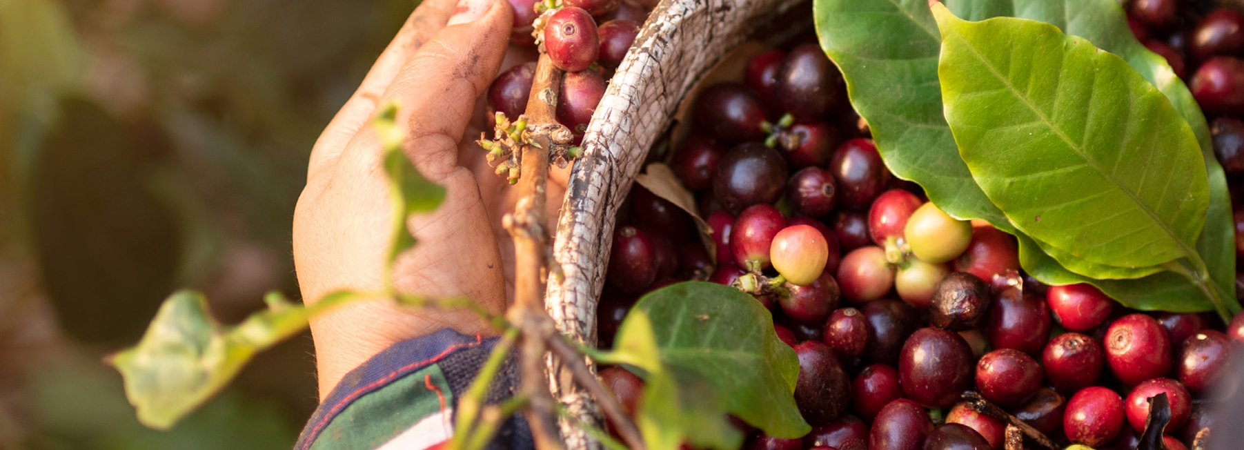 Hand pflückt reife Kaffeekirschen – rote und violette Früchte in einem Korb mit grünen Blättern.