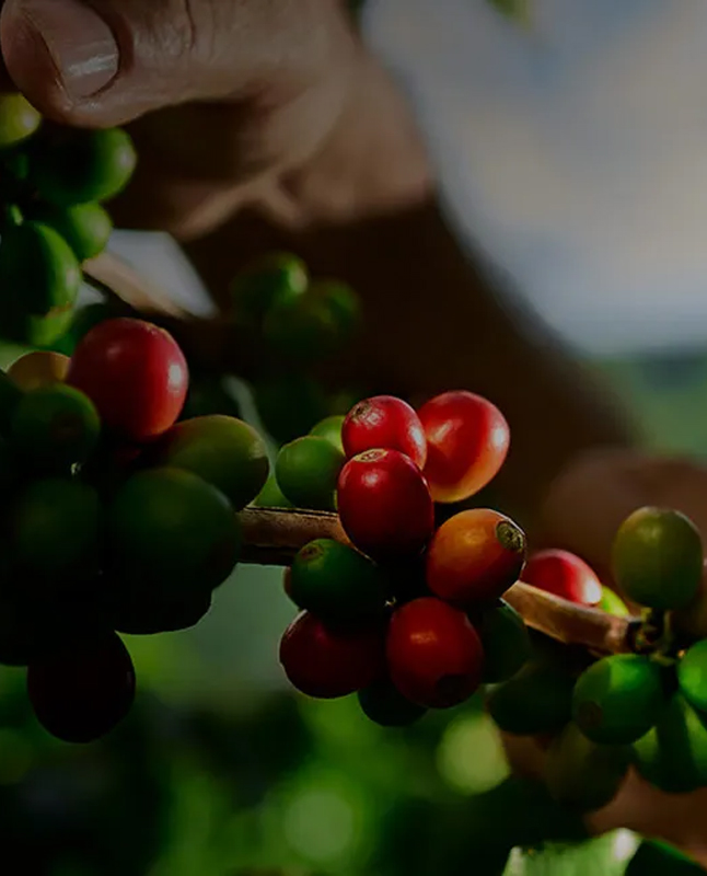 AT-palmoil